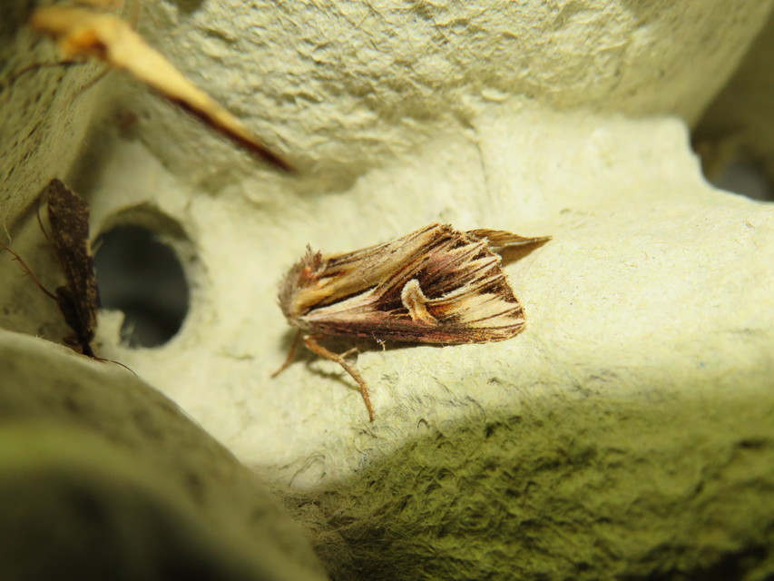 Actinotia polyodon - nagy sugarasbagoly