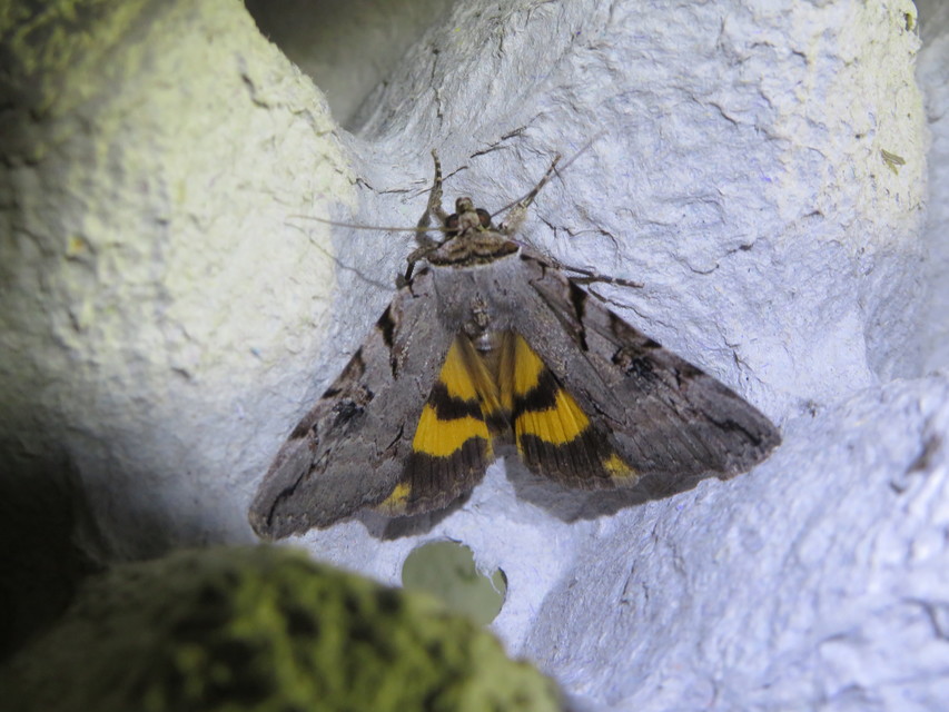Catocala hymenaea - kökény-övesbagoly