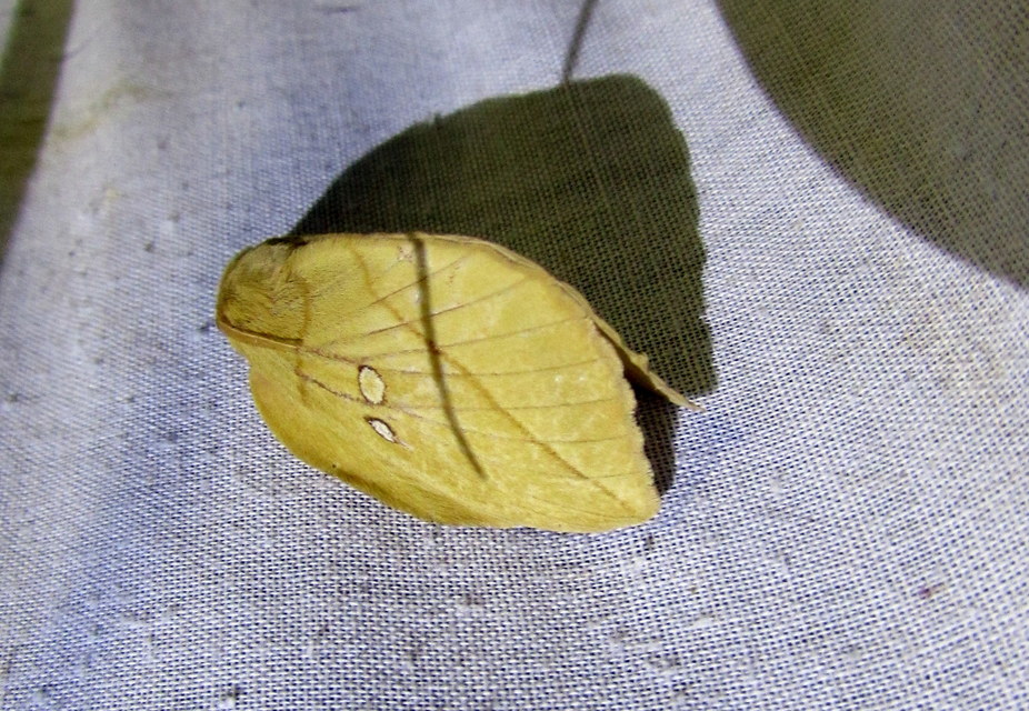 Euthrix potatoria - szomjas pohók