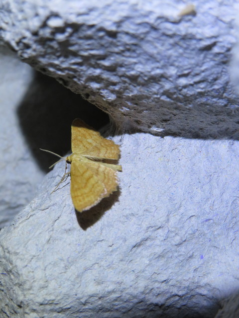 Idaea ochrata - okkerszínű sávosaraszoló