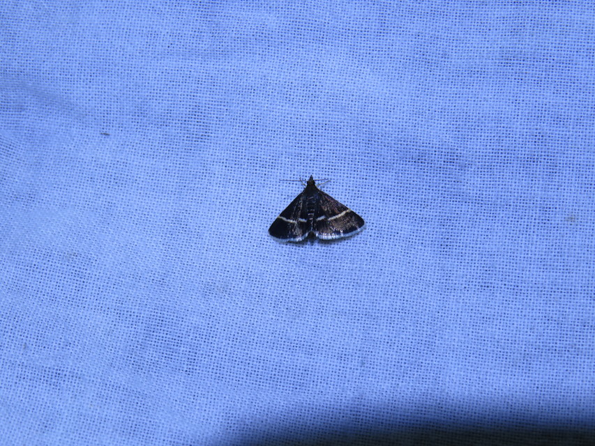 Pyrausta cingulata/rectefascialis