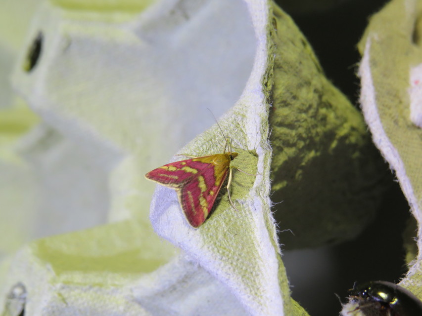Pyrausta sanguinalis/virginalis