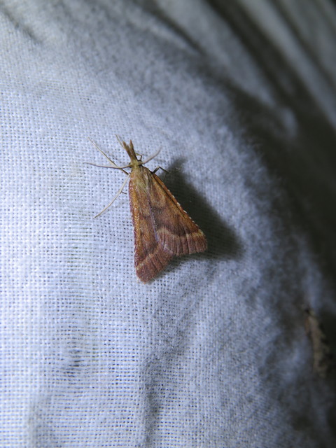Synaphe punctalis - hosszúlábú fényilonca