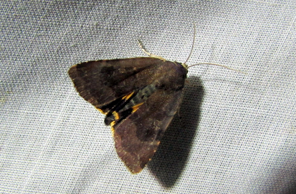 Noctua janthe/janthina