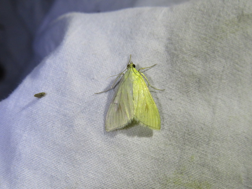 Sitochroa palealis - kénszárnyú dudvamoly