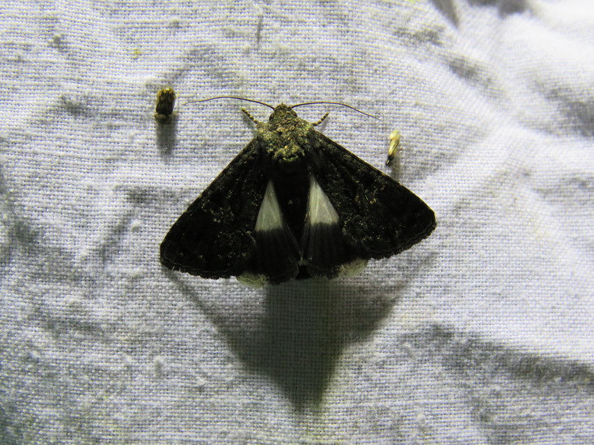 Anophia leucomelas - déli folyófűbagoly