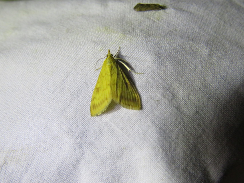 Sitochroa verticalis - világossárga dudvamoly