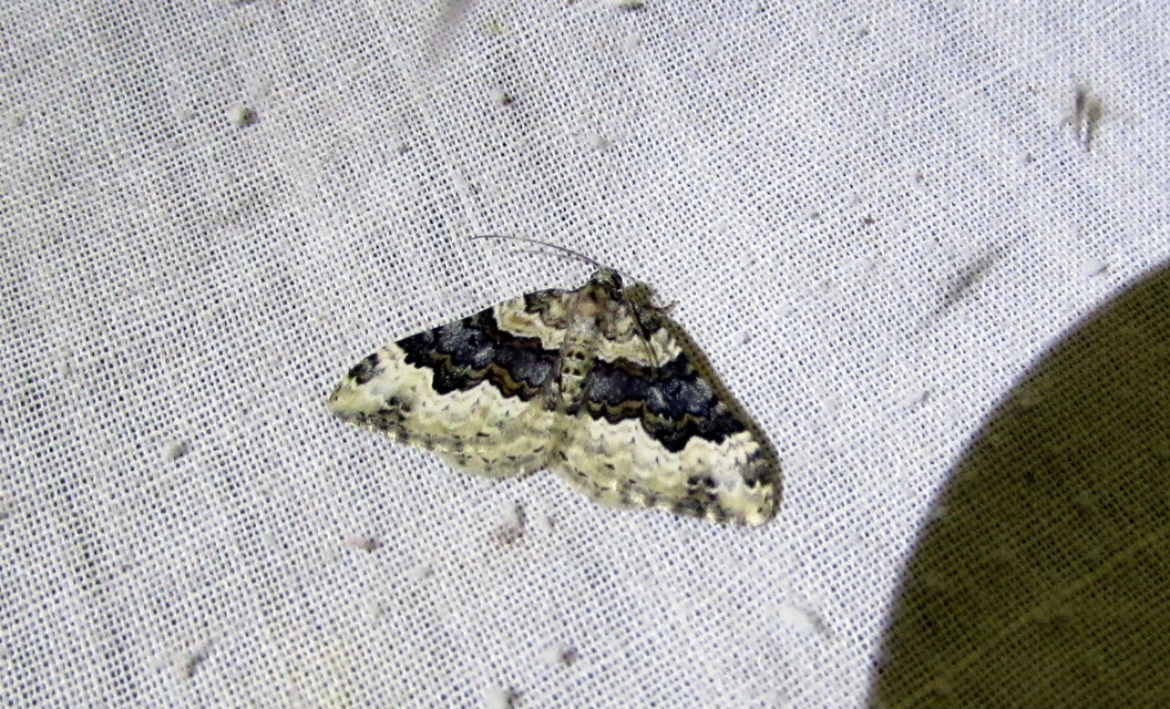 Epirrhoe galiata - sávos galajaraszoló
