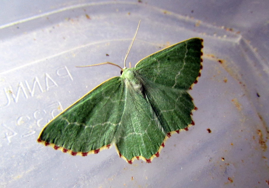 Thalera fimbrialis - csipkésszélű zöldaraszoló