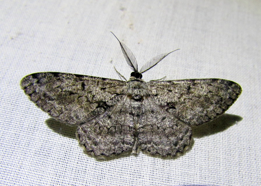 Hypomecis roboraria - nagy tölgyfaaraszoló