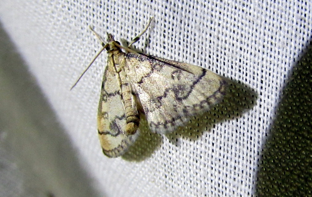 Metasia ophialis - kígyósávos tűzmoly