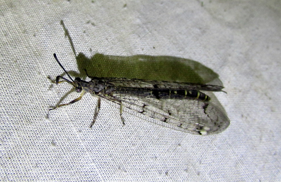 Distoleon tetragrammicus - négyfoltos hangyaleső