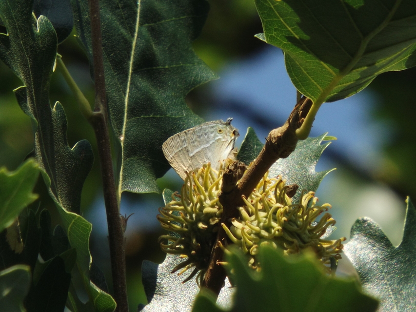 Neozephyrus quercus - tölgyfalepke