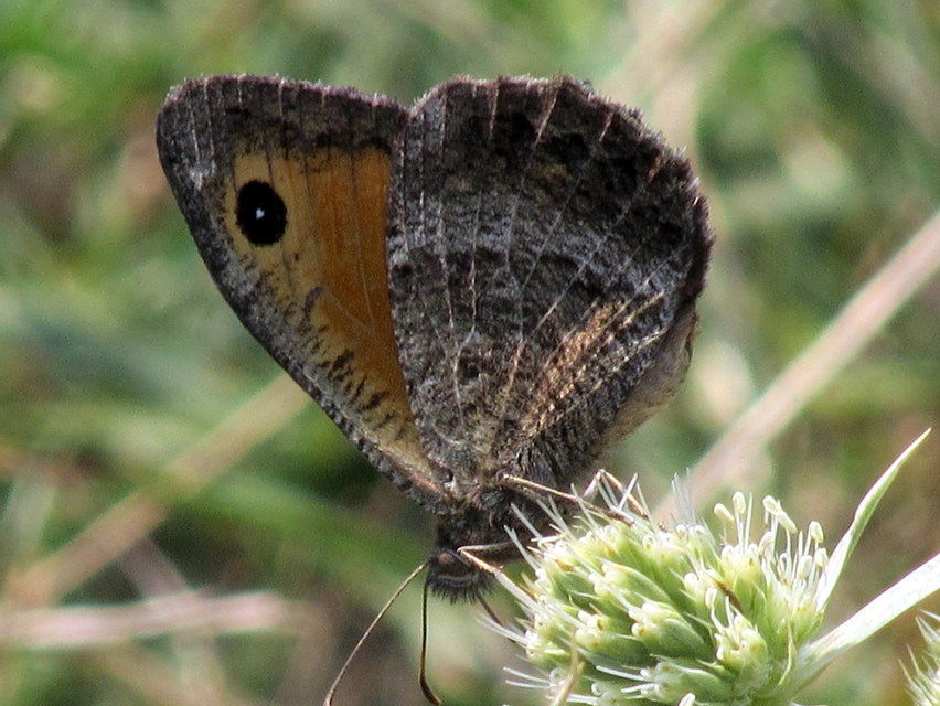 Arethusana arethusa - közönséges szemeslepke