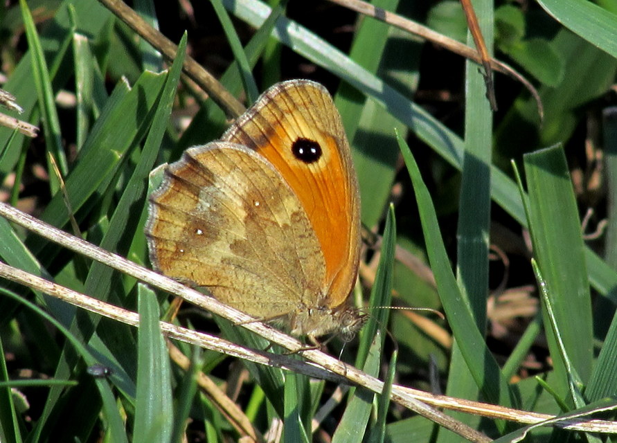 Pyronia tithonus - kis ökörszemlepke