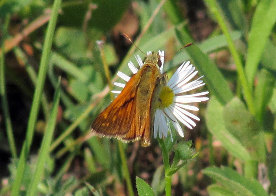 Hesperia comma - vesszős busalepke