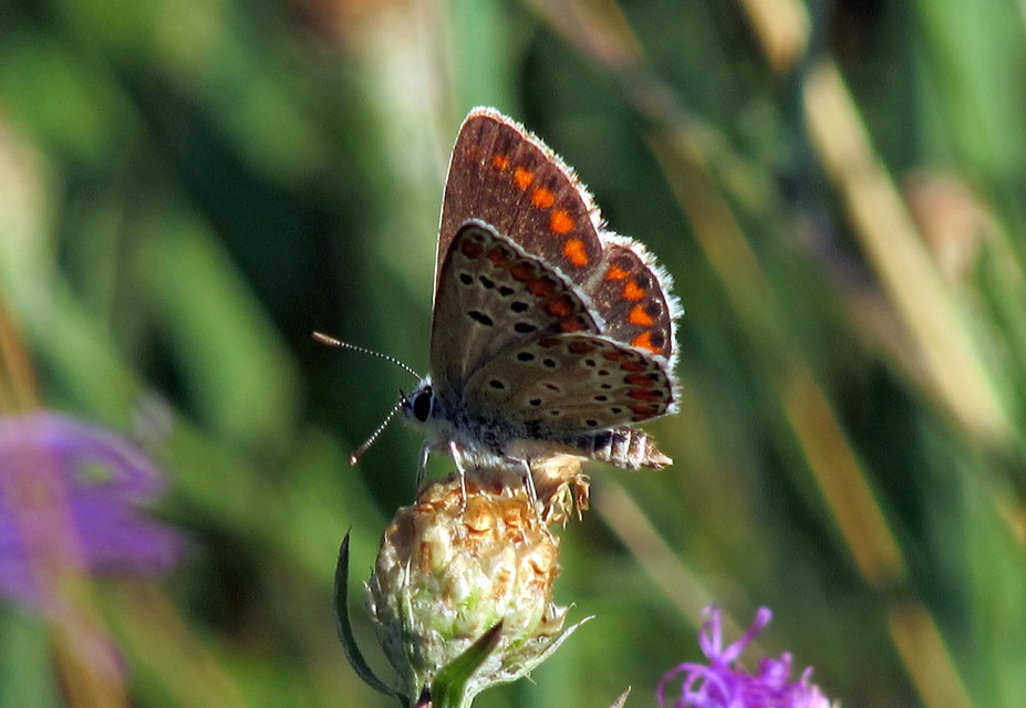 Aricia agestis - szerecsenboglárka