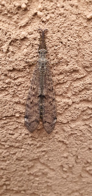 Distoleon tetragrammicus - négyfoltos hangyaleső