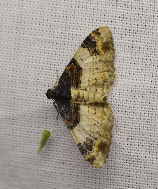 Catarhoe cuculata - csuklyás tarkaaraszoló