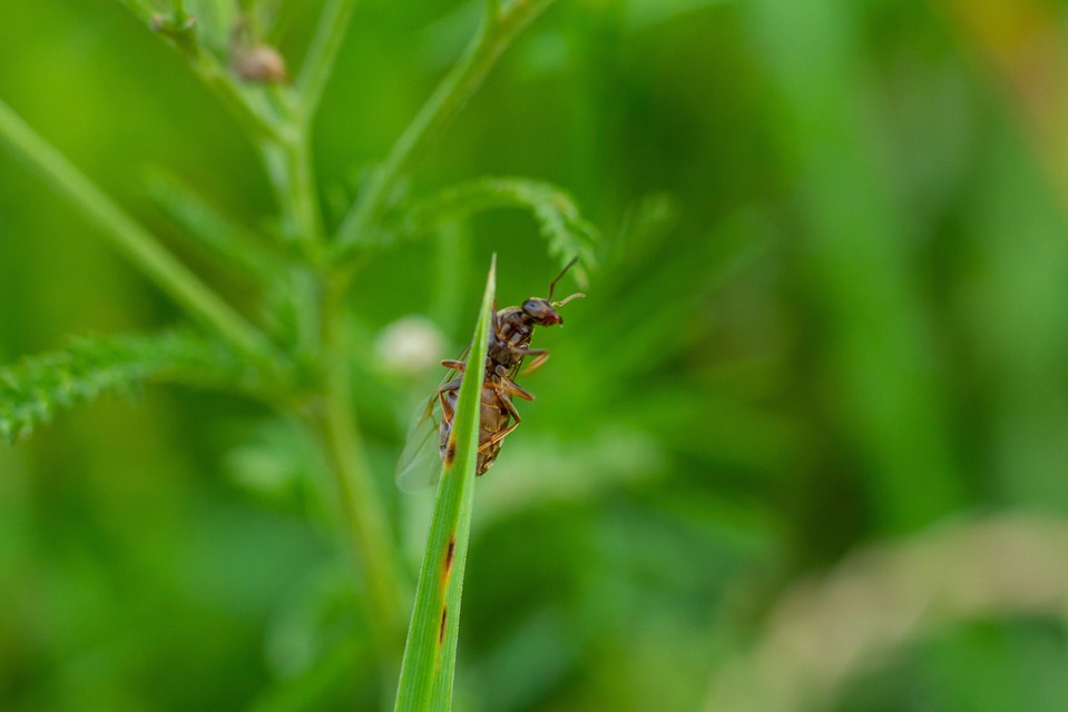 Lasius