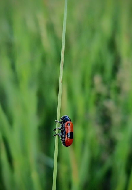 Clytra laeviuscula - fűzfa-zsákhordóbogár