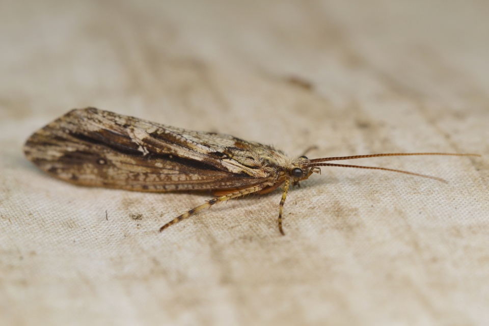 Phryganeidae