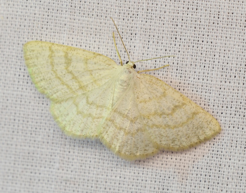 Cabera exanthemata - pettyes égeraraszoló