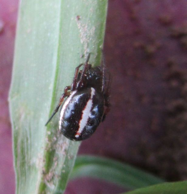 Hypsosinga