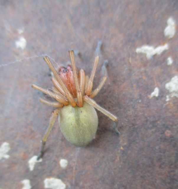 Cheiracanthium
