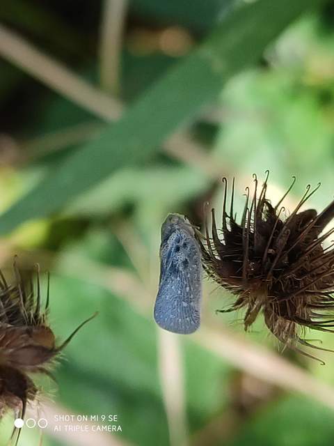 Metcalfa pruinosa - amerikai lepkekabóca