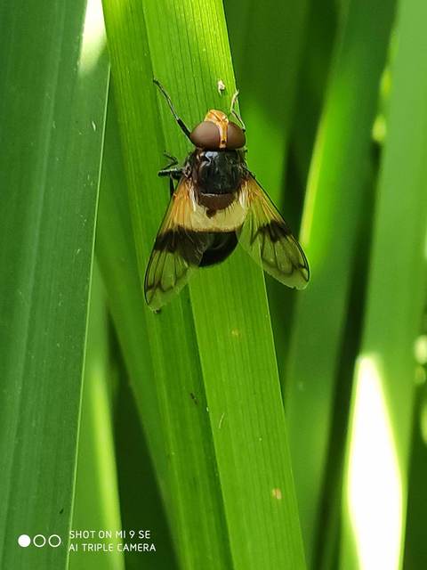 Volucella pellucens - üvegpotrohú pihelégy