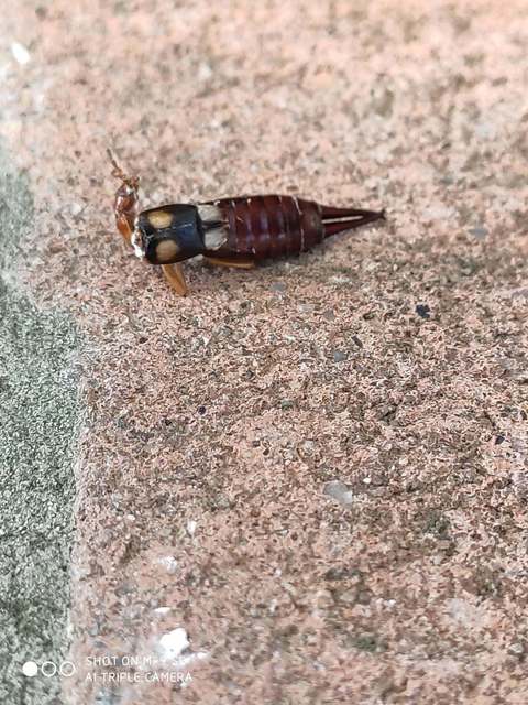 Forficula smyrnensis - szmirnai fülbemászó