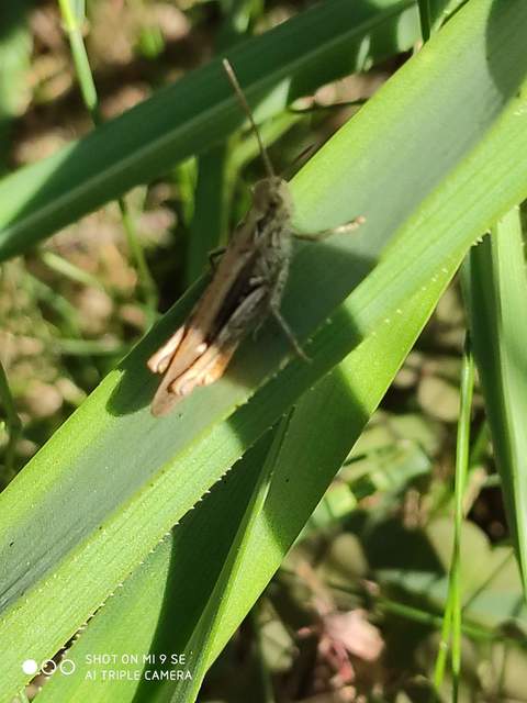 Chorthippus brunneus - közönséges tarlósáska