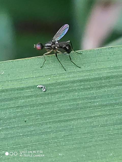 Sepsidae - billegetőlégyfélék