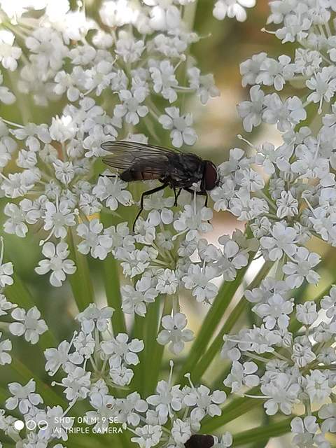 Fannia canicularis - kis házilégy