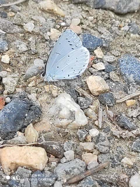 Celastrina argiolus - bengeboglárka