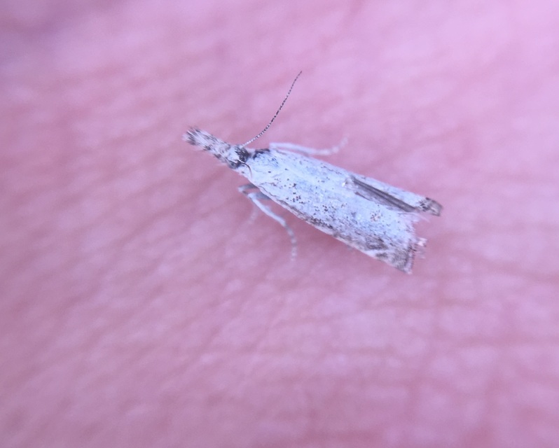 Platytes cerussella - törpe fűgyökérmoly