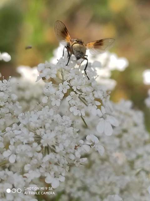 Ectophasia crassipennis - szélespotrohú poloskafürkész