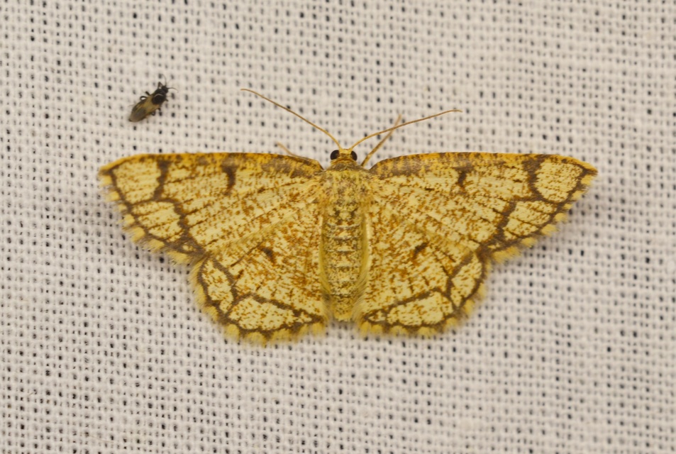 Stegania cararia - gyűrűs nyáraraszoló