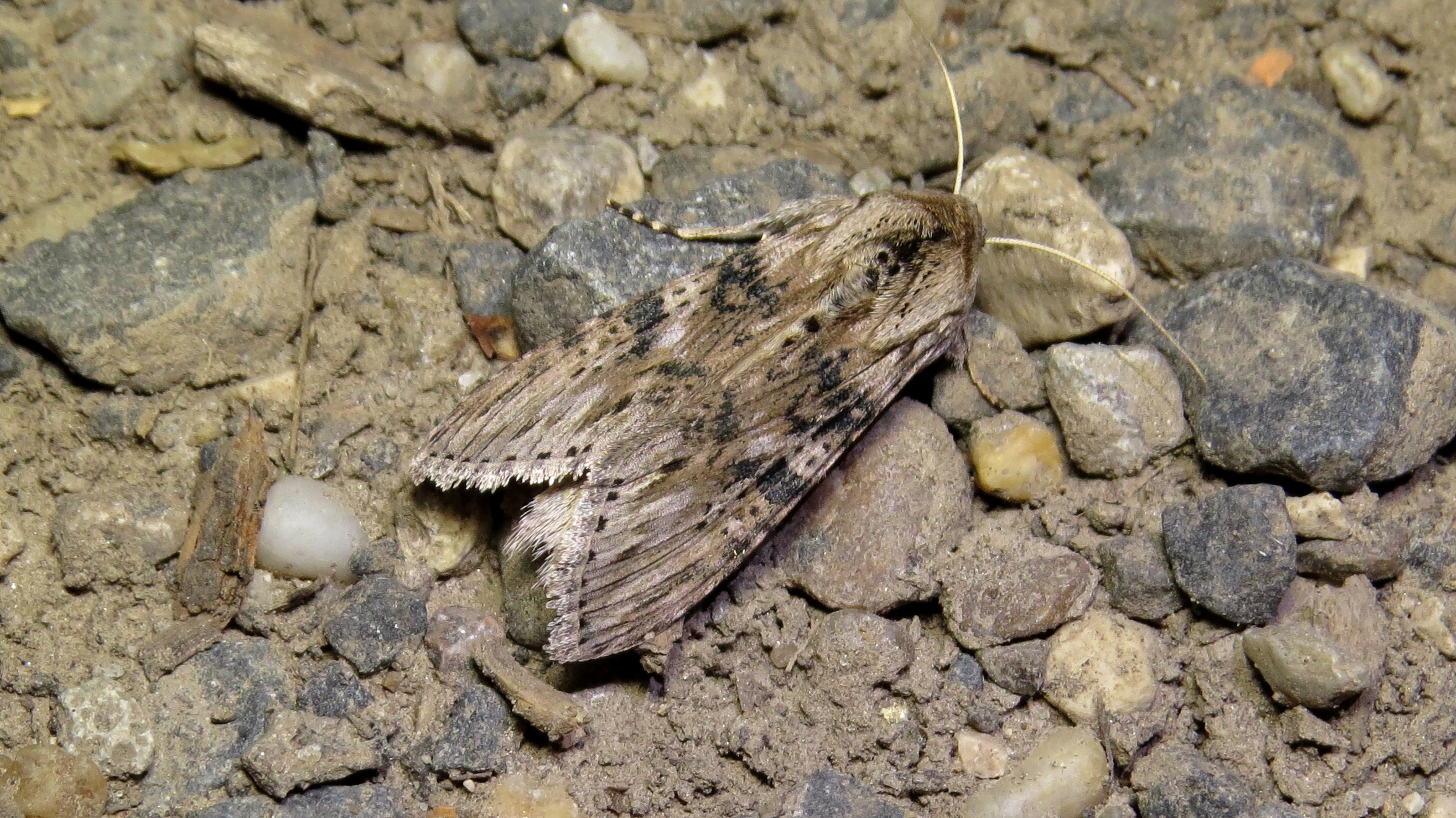 Cucullia absinthii - fehérüröm-csuklyásbagoly