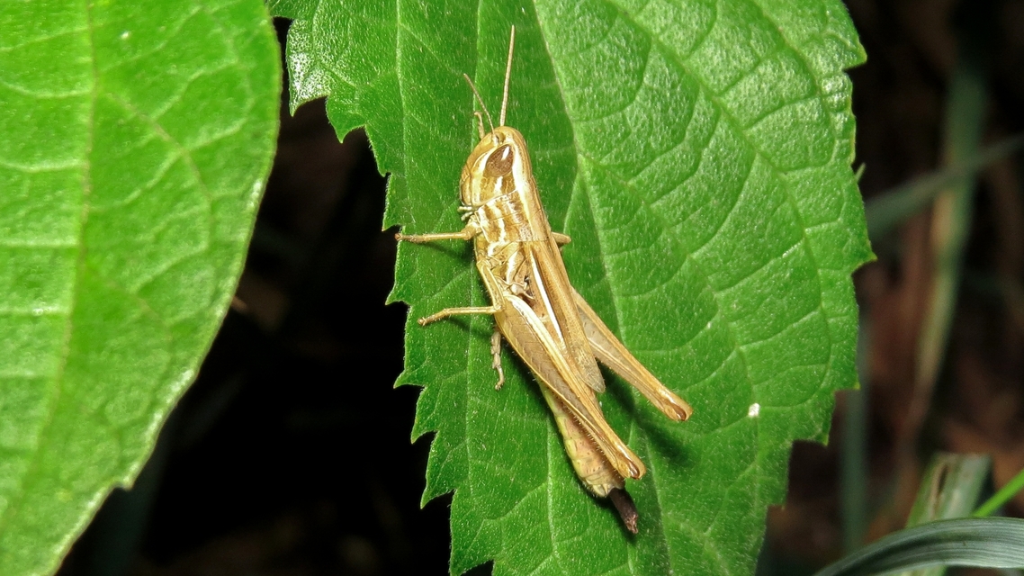 Euchorthippus declivus - rövidszárnyú rétisáska