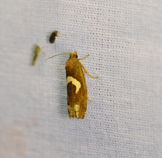 Epiblema foenella - kampósfoltú tükrösmoly