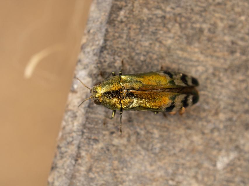 Coraebus fasciatus - szalagos díszbogár Coraebus fasciatus - szalagos díszbogár
