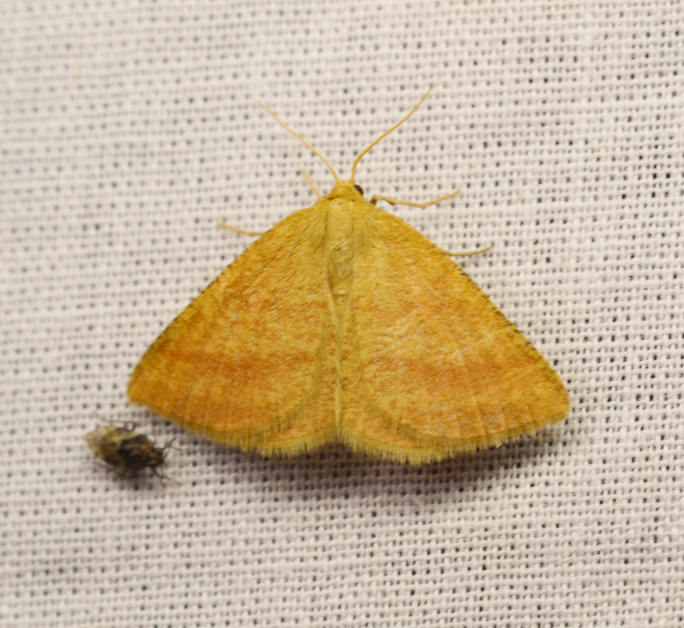 Aplasta ononaria - iglicearaszoló