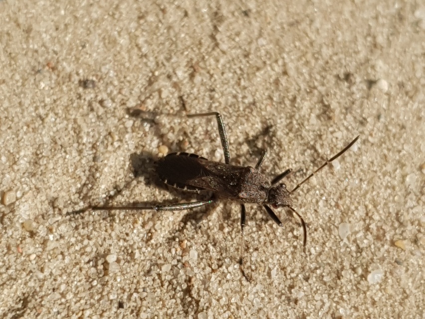 Alydus calcaratus - szőrös tövispoloska