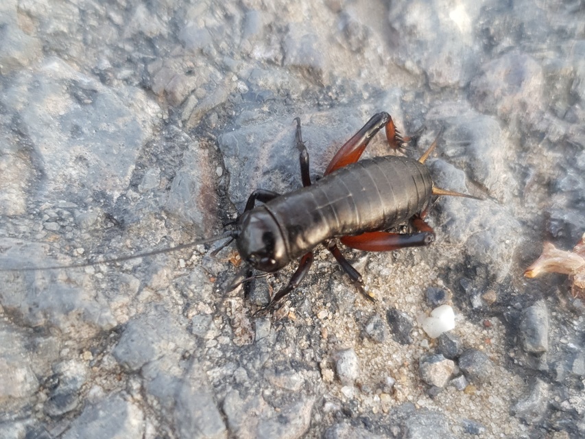 Gryllus campestris - mezei tücsök