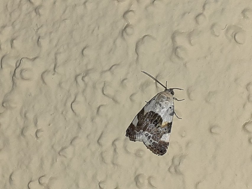 Acontia lucida - fehér nappalibagoly