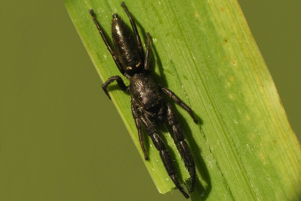 Mendoza canestrinii - mediterrán nádiugrópók