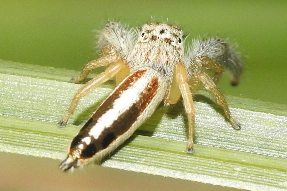 Mendoza canestrinii - mediterrán nádiugrópók