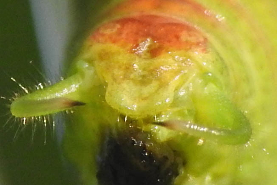 Phaneroptera nana - pontozott repülőszöcske
